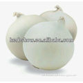 High Quality White Onion Seeds For Cultivation